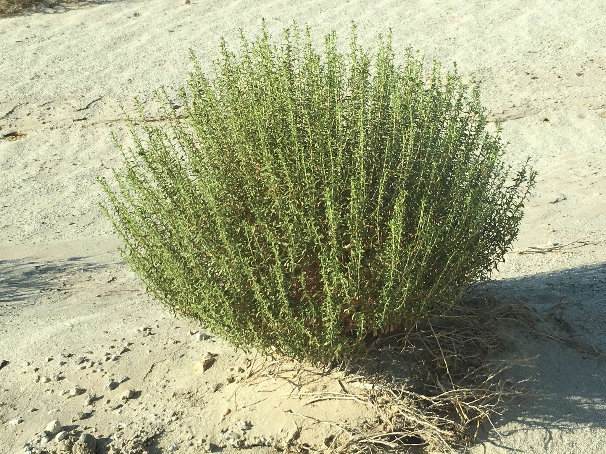 Image of alkali goldenbush