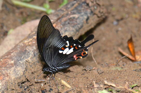 Papilio helenus Linnaeus 1758 resmi