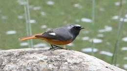 Image of Hodgson's Redstart