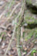 Image of Clematis peterae var. lishanensis (T. Y. Yang & T. C. Huang) W. T. Wang