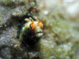 Image of Roughhead Blenny