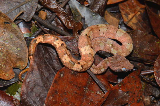 Image of Sumatran Palm Pit Viper