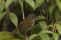 Image of Dusky Bush Tanager