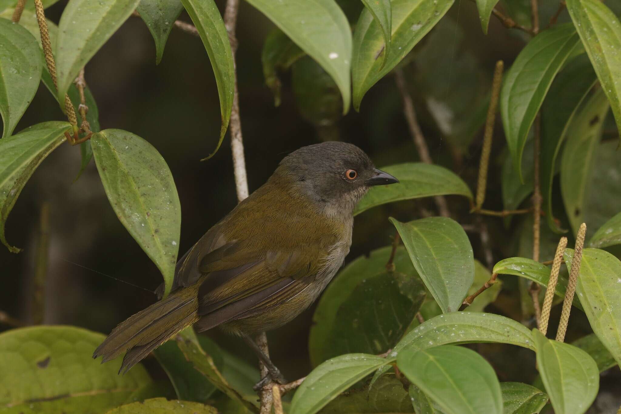 Image of Dusky Bush Tanager