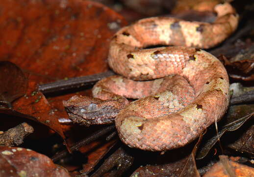 Image of Sumatran Palm Pit Viper