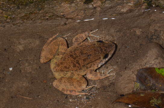 Image of fanged frogs