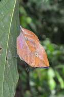 Image of Indian leafwing