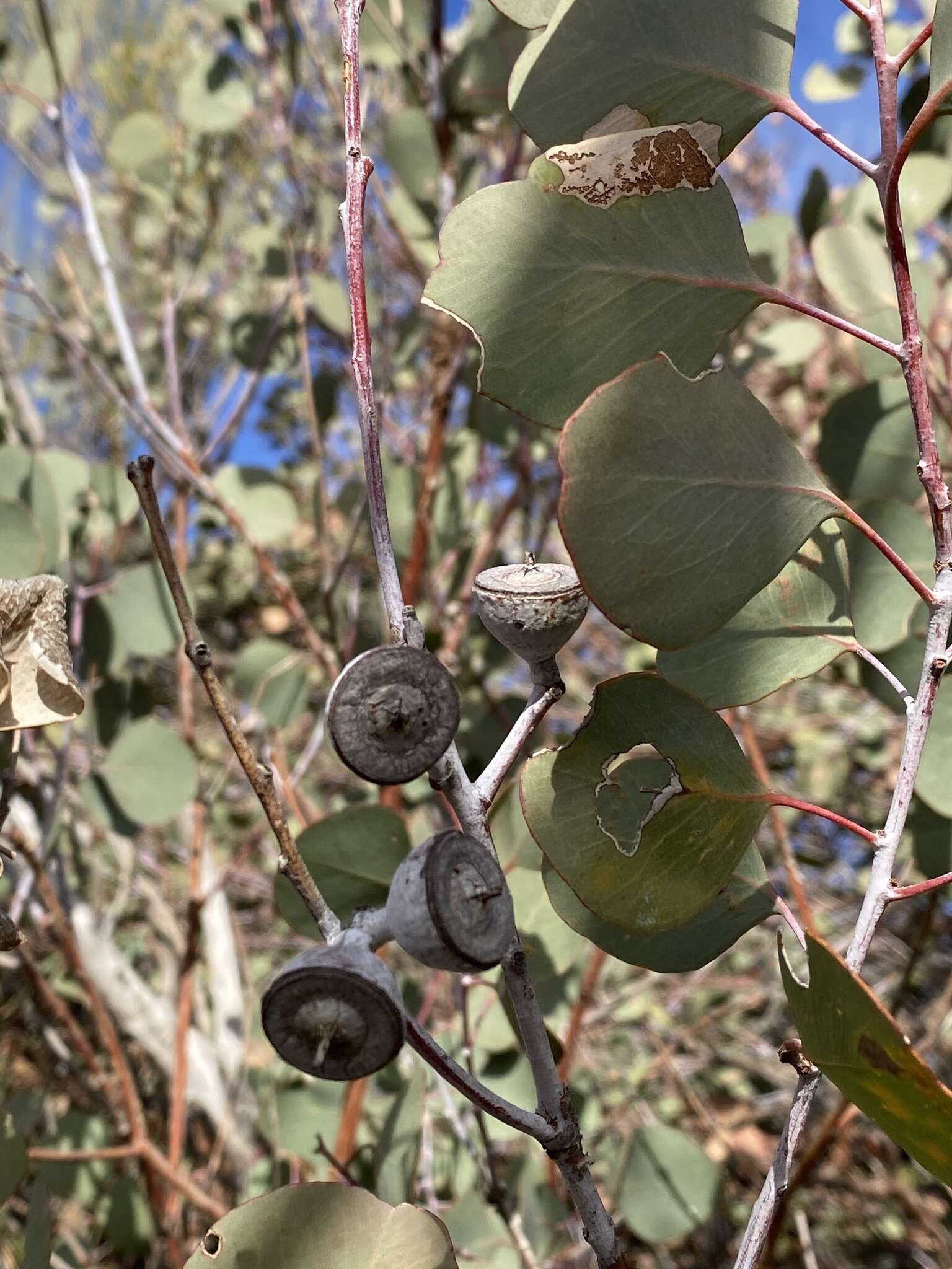 Image of round-leaf mallee