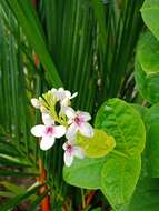 Pseuderanthemum carruthersii (Seem.) Guill. resmi