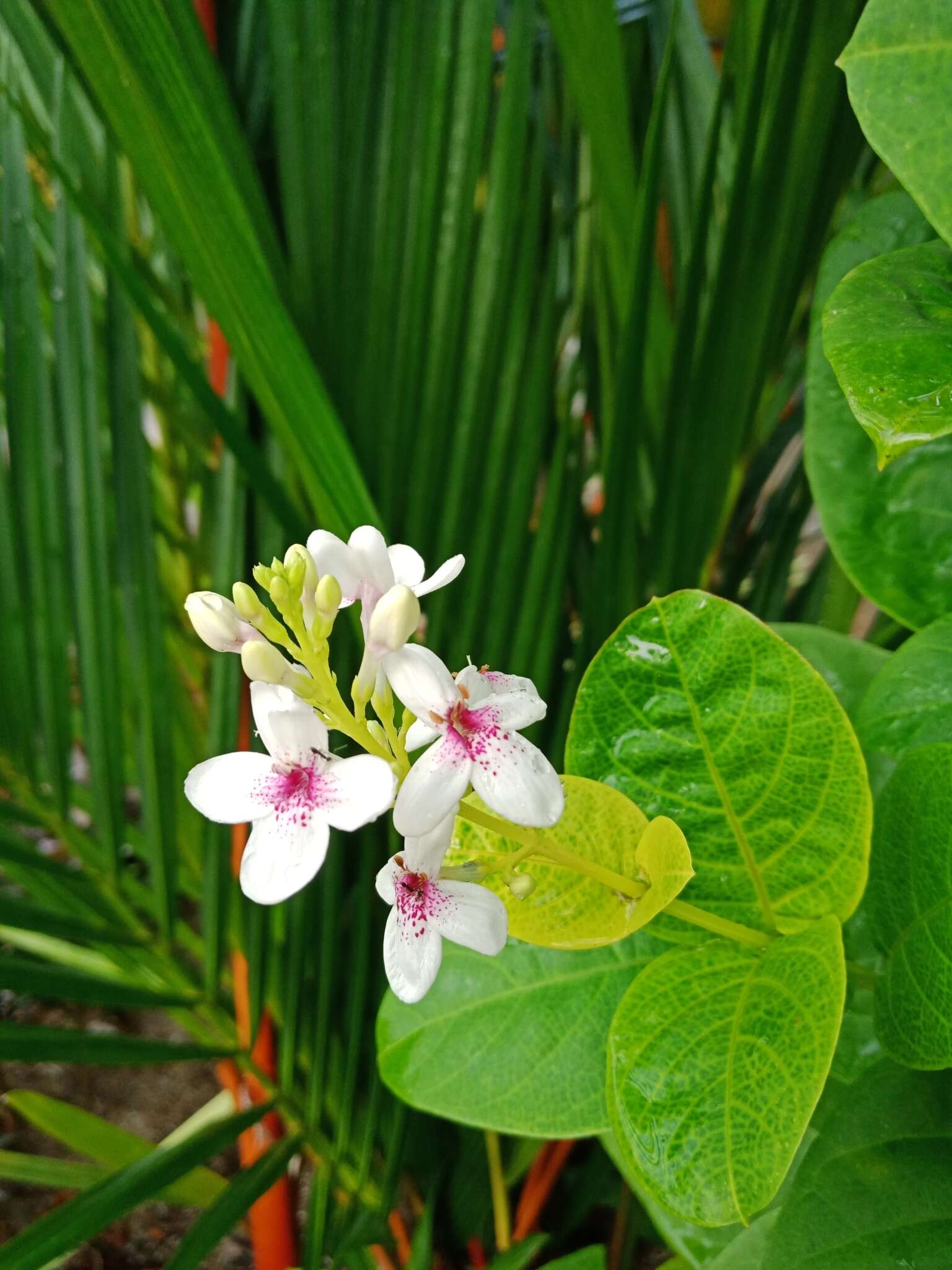 Image de Pseuderanthemum carruthersii (Seem.) Guill.