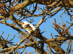 Image of Chaplin's Barbet