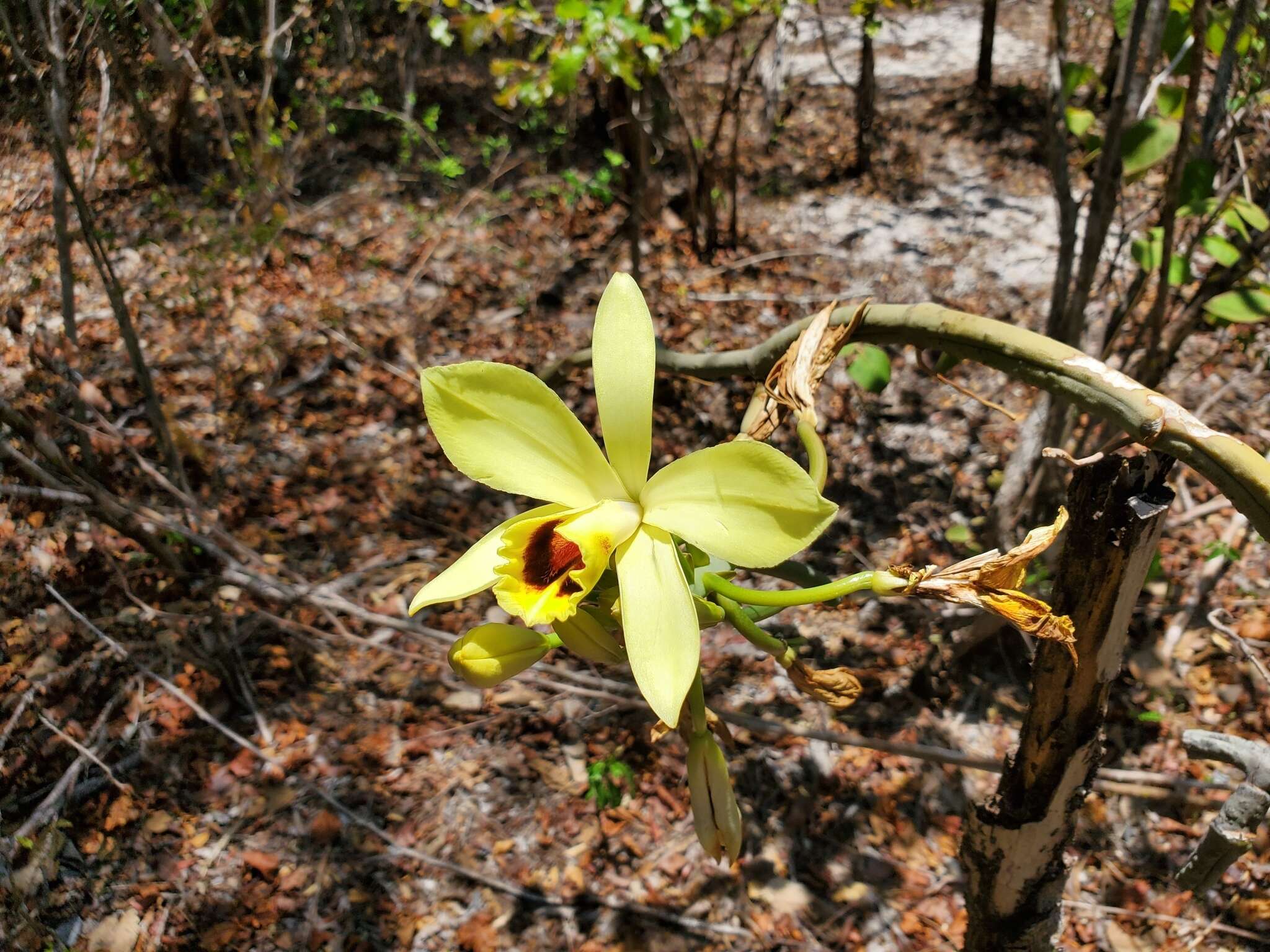 Image of Vanilla perrieri Schltr.