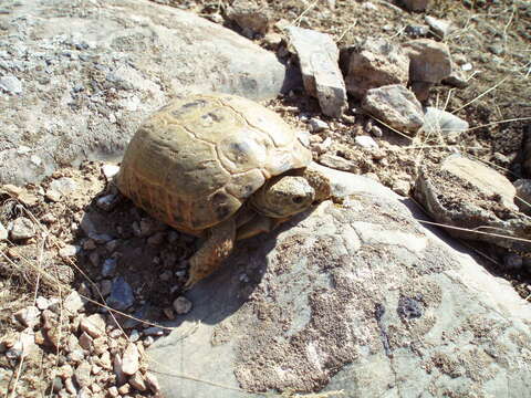 Image of Afghan Tortoise