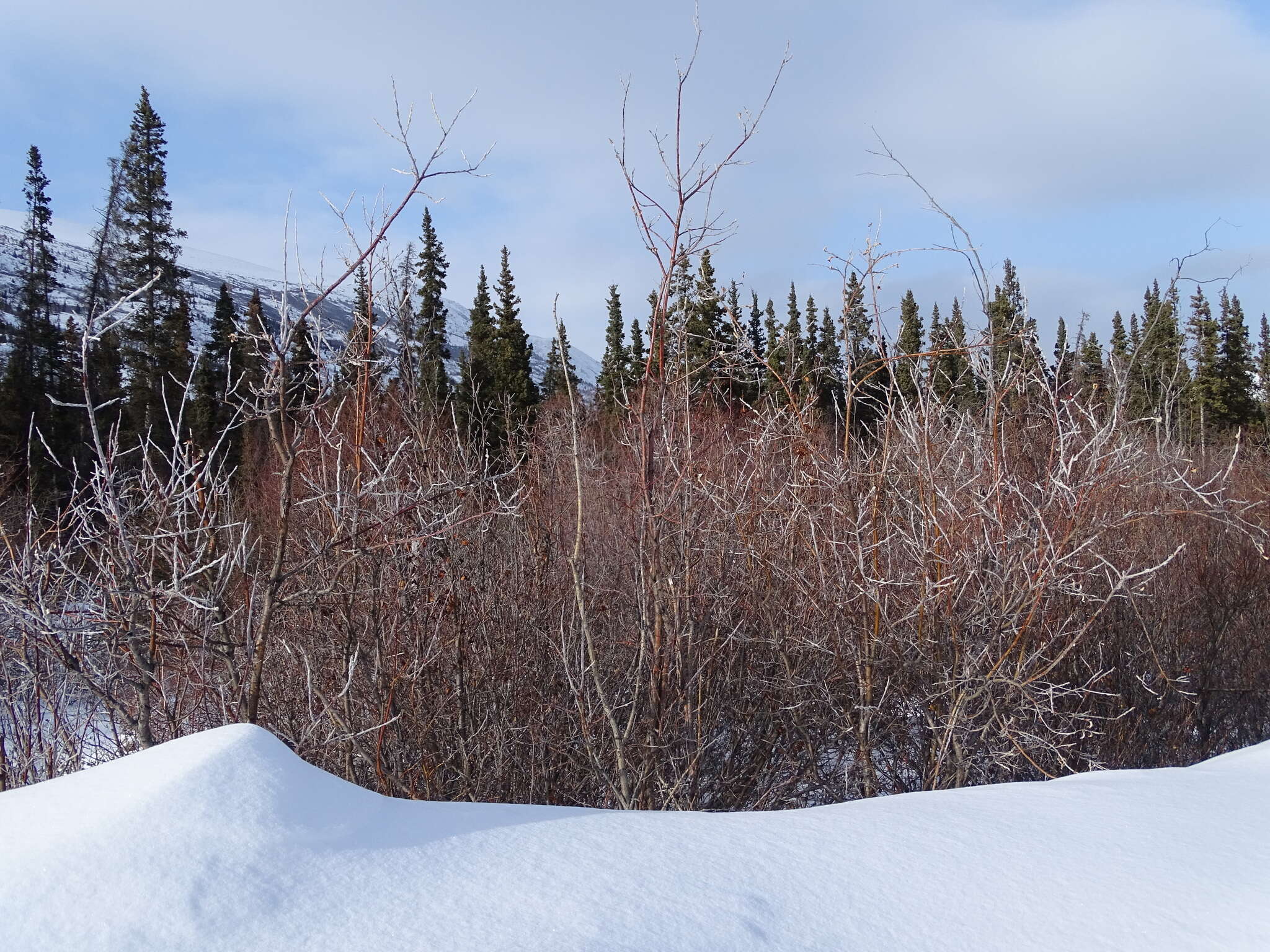 Image of Salix alaxensis var. alaxensis