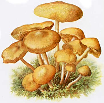 Image of Marasmius oreades (Bolton) Fr. 1836