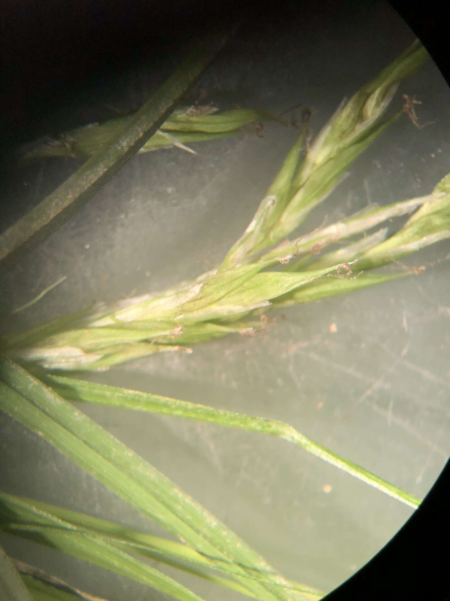 Image of White-Edge Sedge