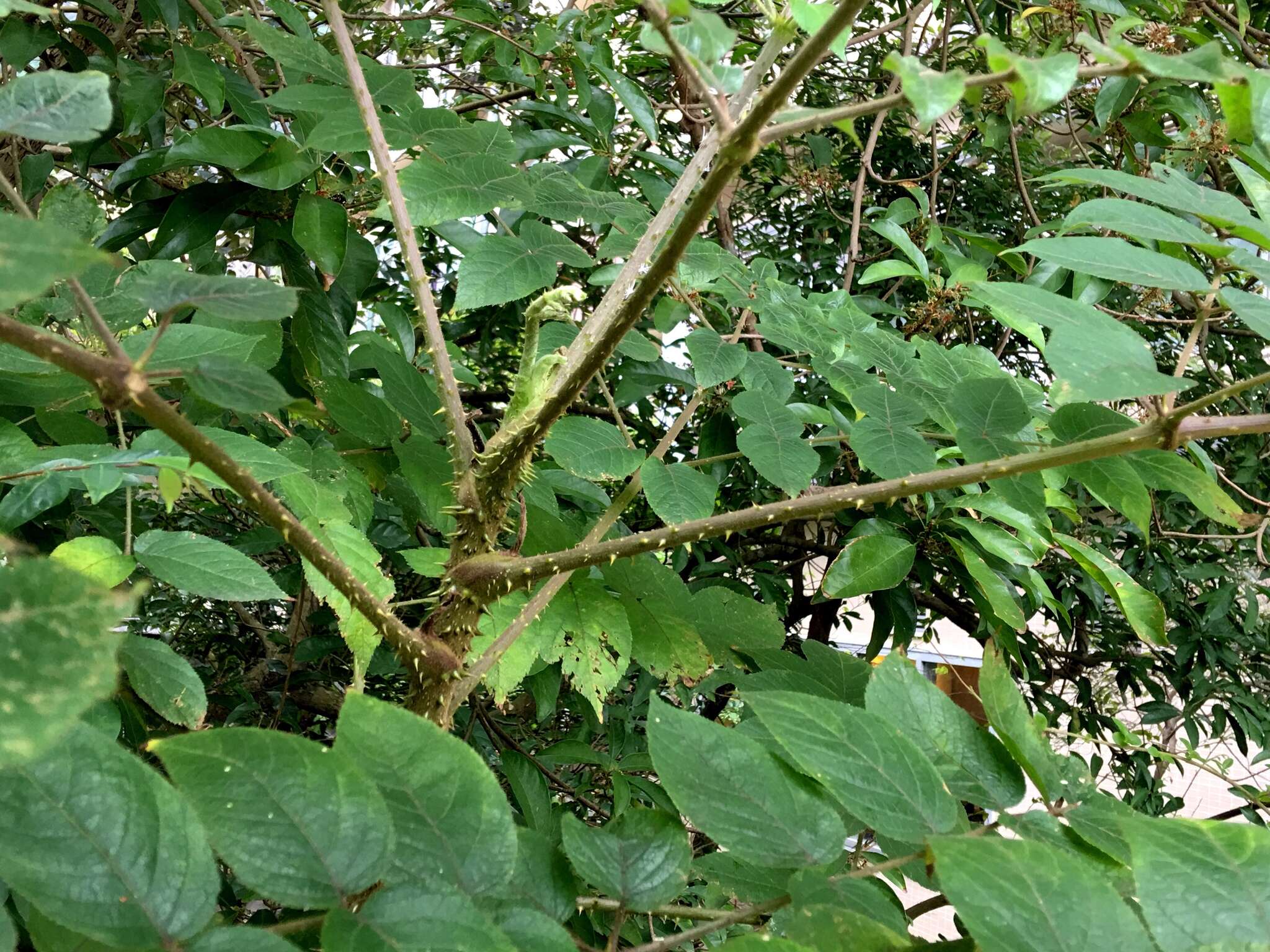 Image of Chinese angelica tree