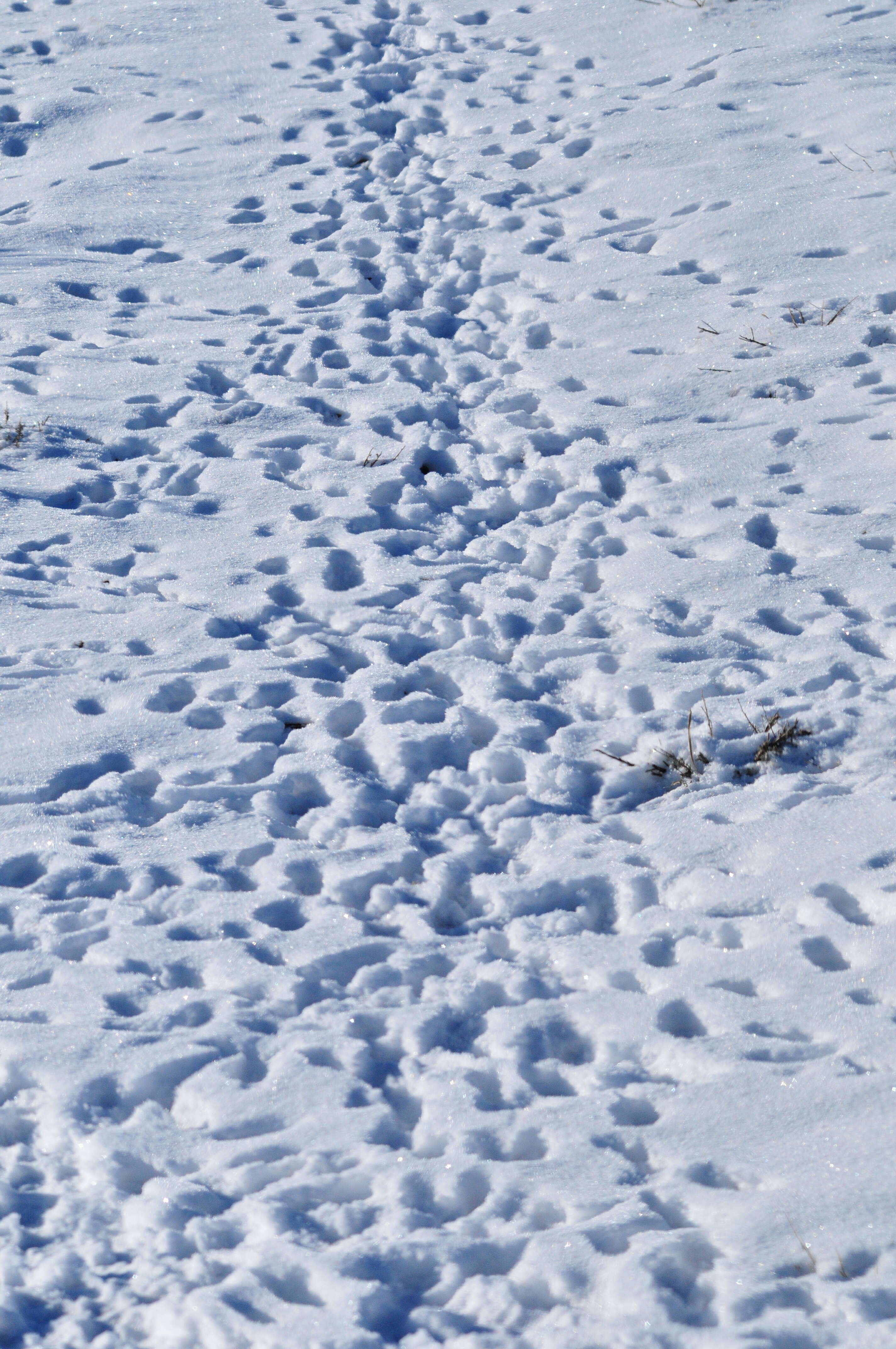 Image of White-tailed Jackrabbit