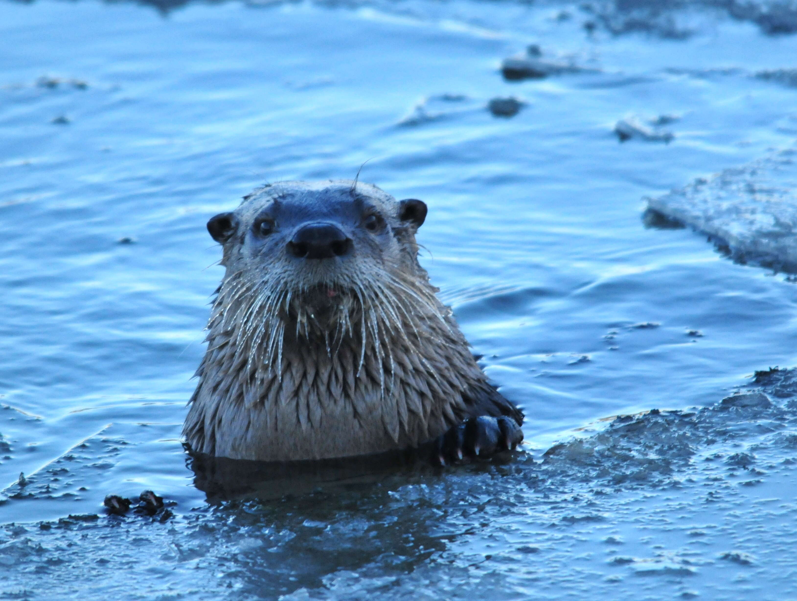 Image of Otter sp.