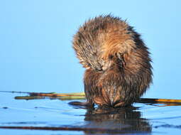 Image of muskrat