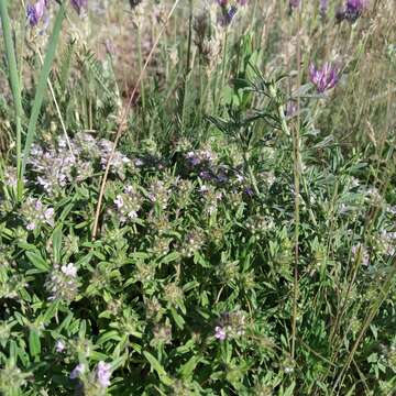 Image of Thymus dimorphus Klokov & Des.-Shost.