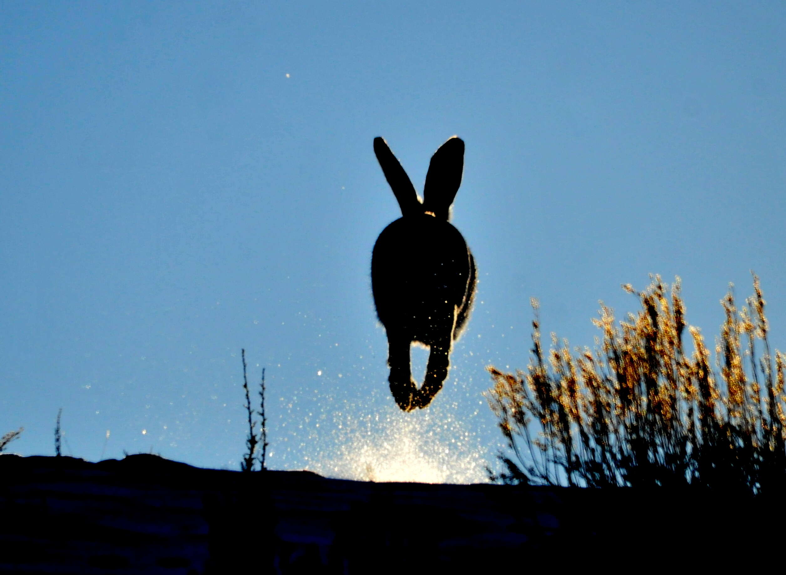 Lepus townsendii Bachman 1839 resmi