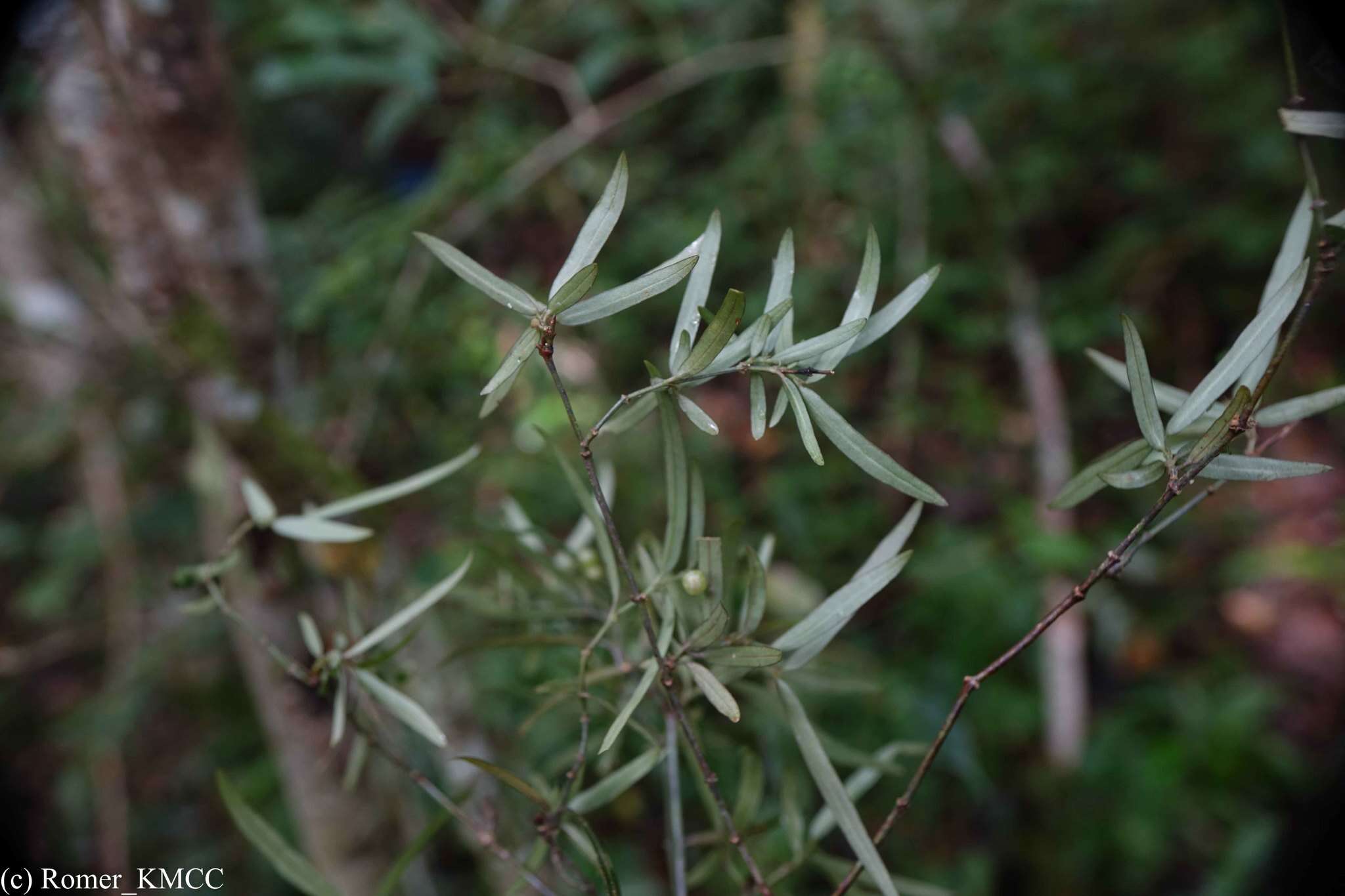 Plancia ëd Psychotria taxifolia Bremek.