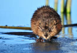 Image of muskrat