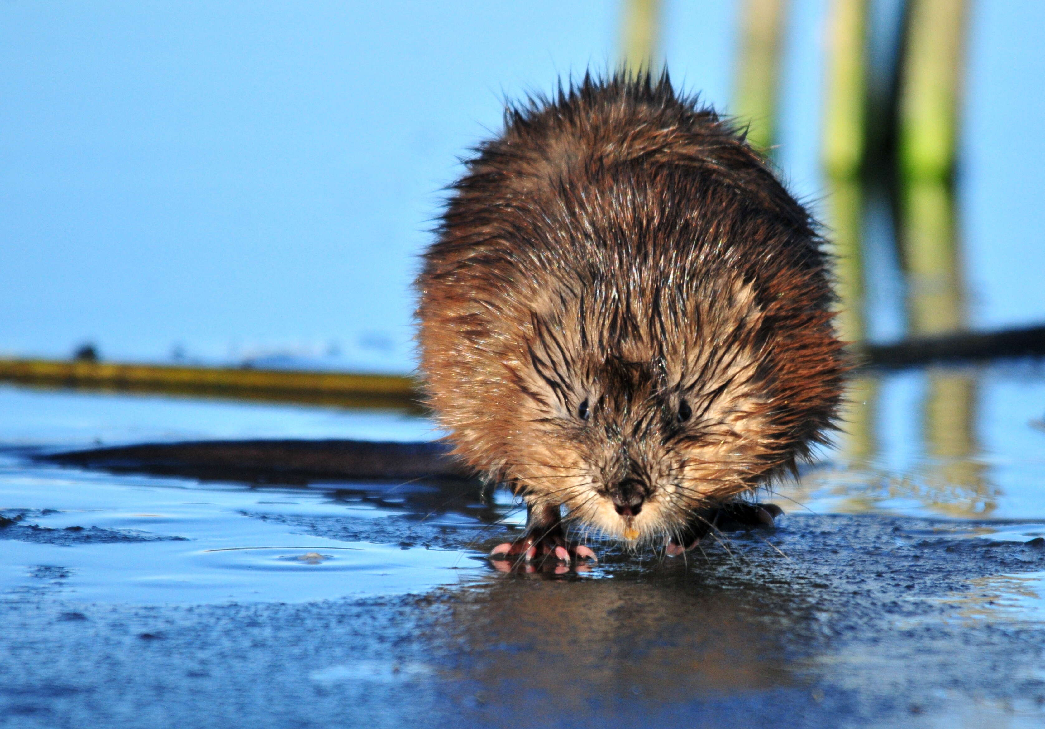 Image of muskrat