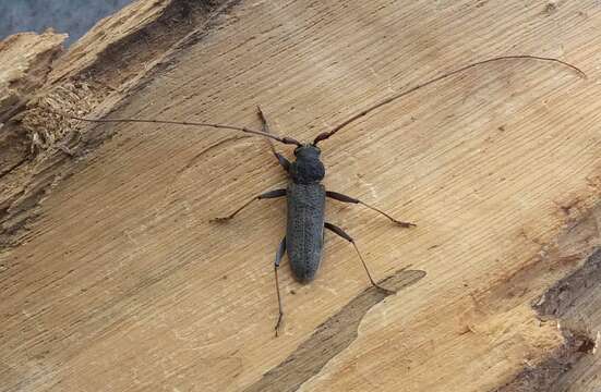 Image of Long-horned beetle