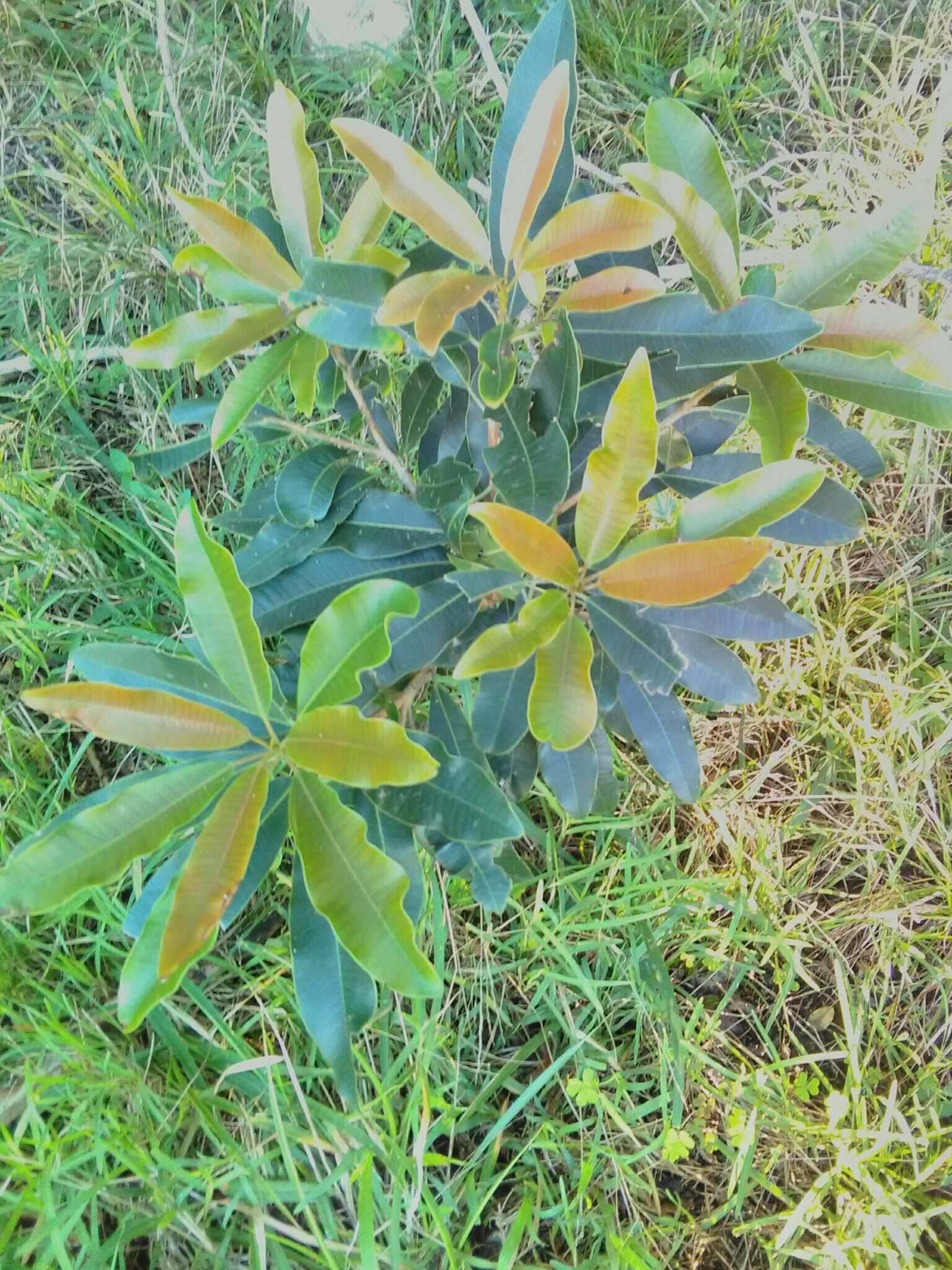 Image of Protorhus longifolia (Bernh.) Engl.