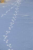 Image of Mountain Cottontail