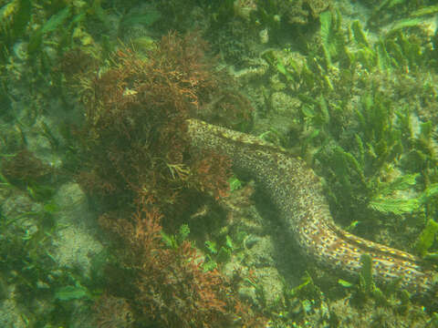 Image of Jewel moray