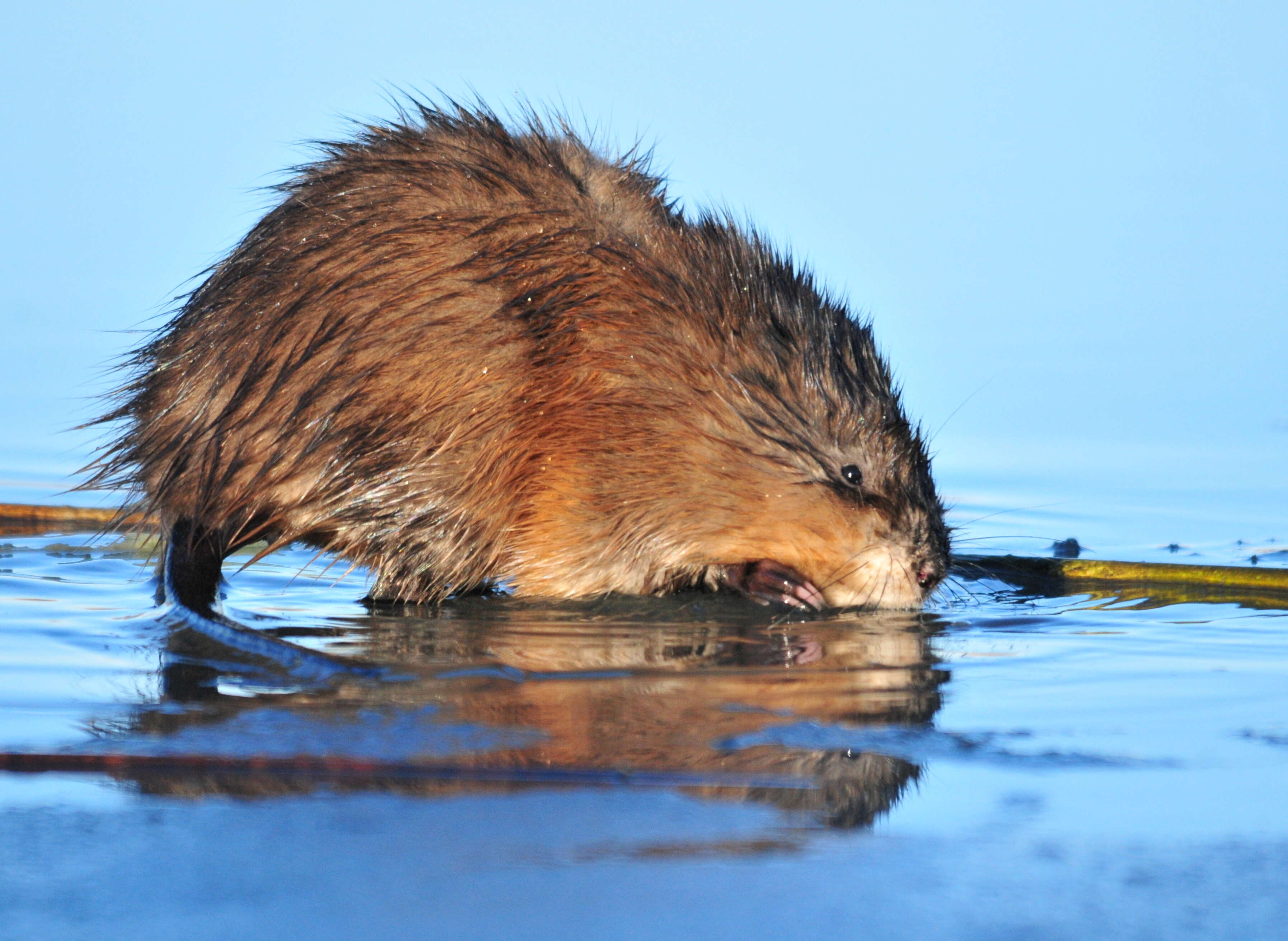 Image of muskrat