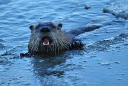 Image of Otter sp.