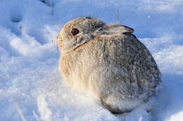 Image of Mountain Cottontail