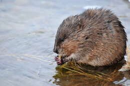 Image of muskrat