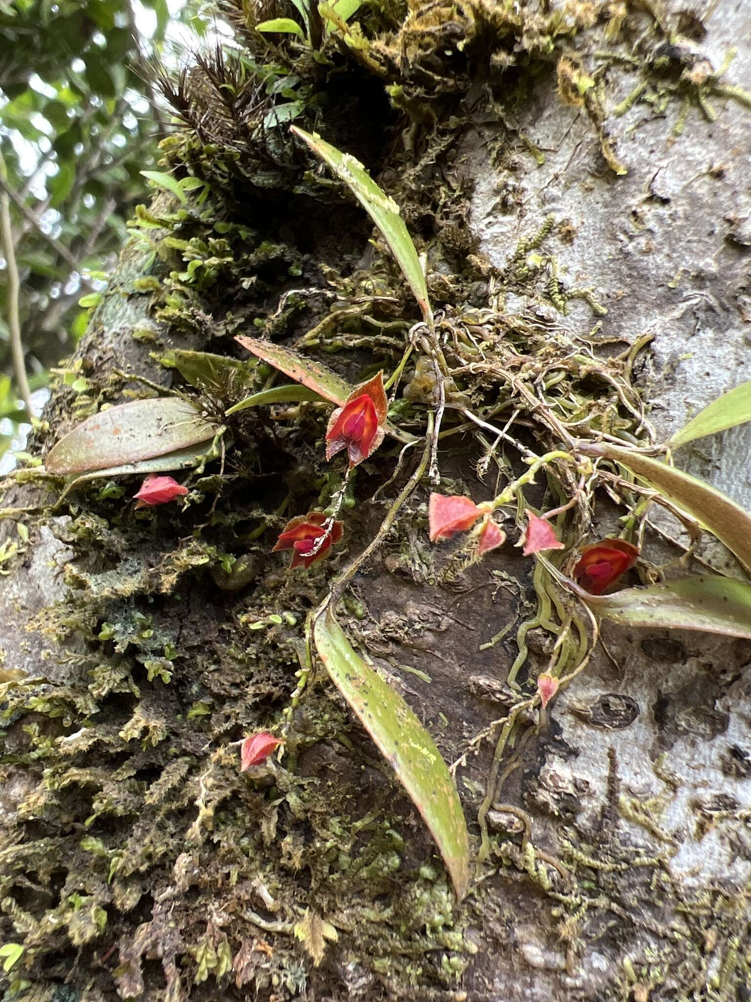 Image of Carite babyboot orchid