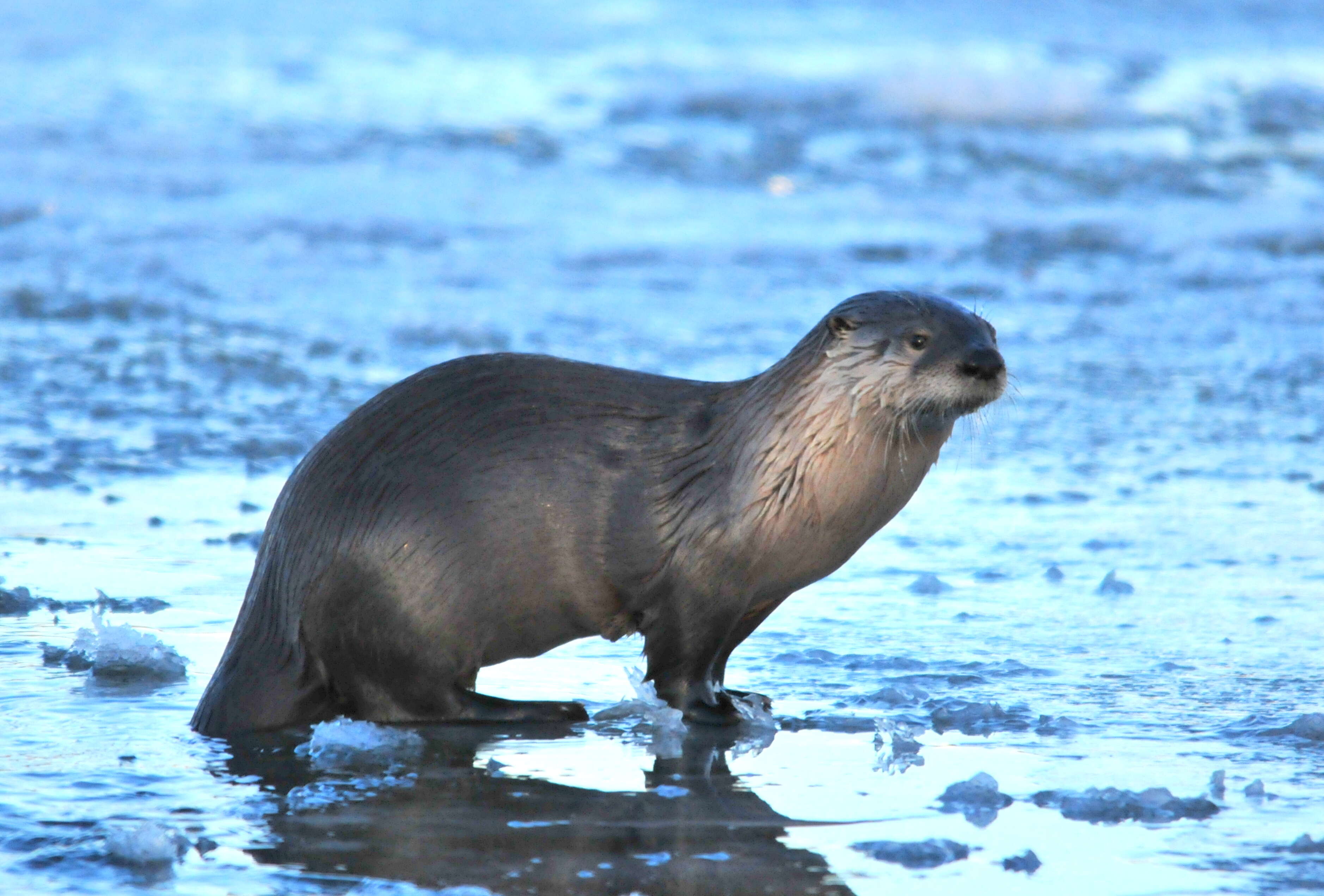 Image of Otter sp.