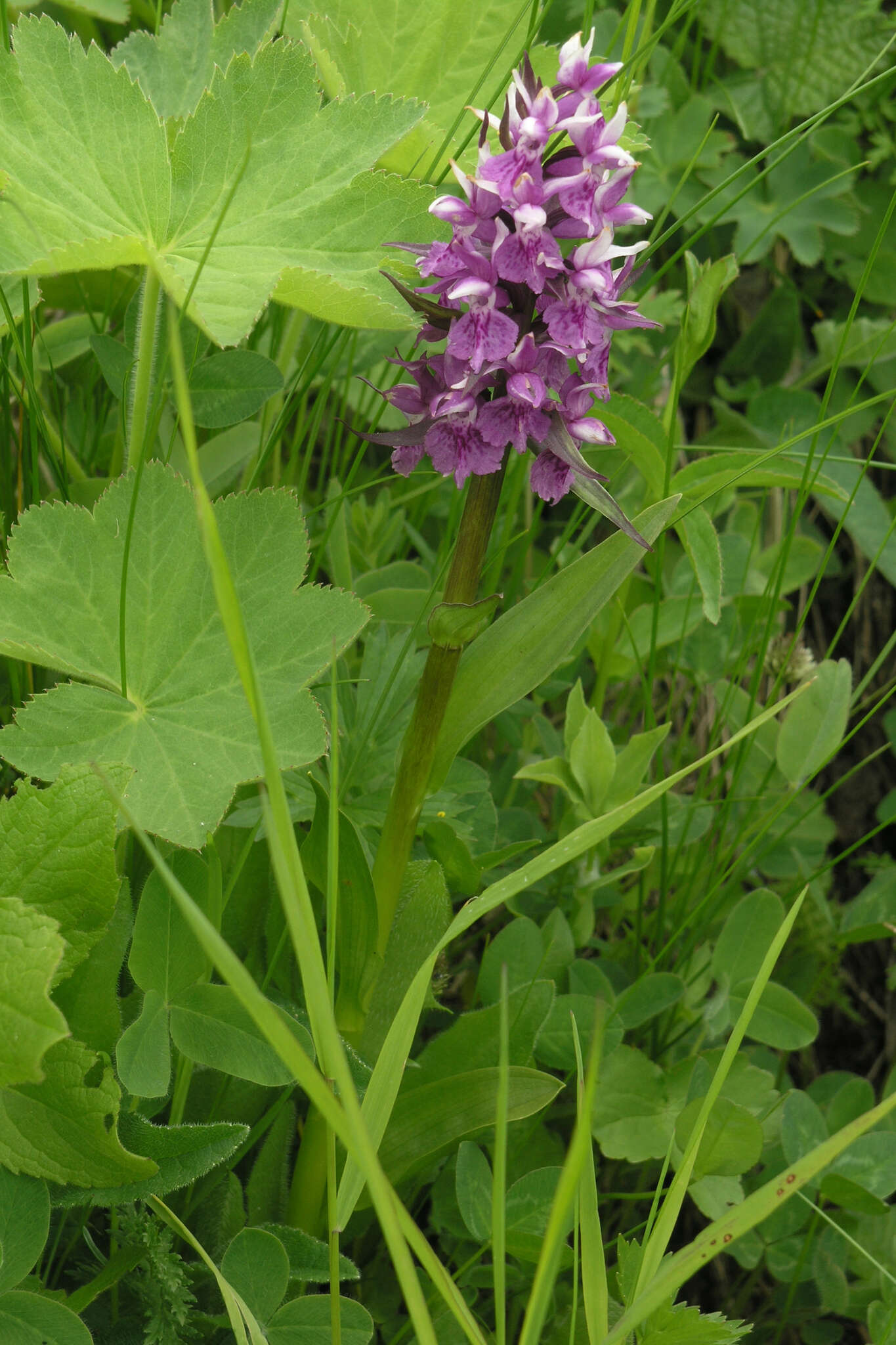 Dactylorhiza urvilleana (Steud.) H. Baumann & Künkele resmi