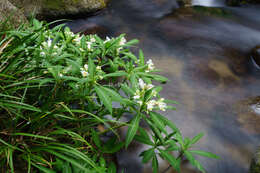 Image of Impatiens tubulosa Hemsl. ex Forb. & Hemsl.