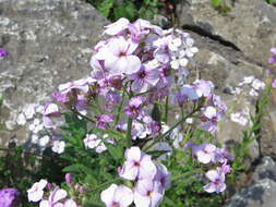 Image of Dame's-violet