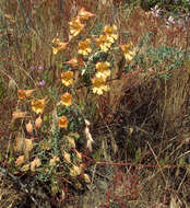 Image of Tropaeolum incisum (Speg.) Sparre