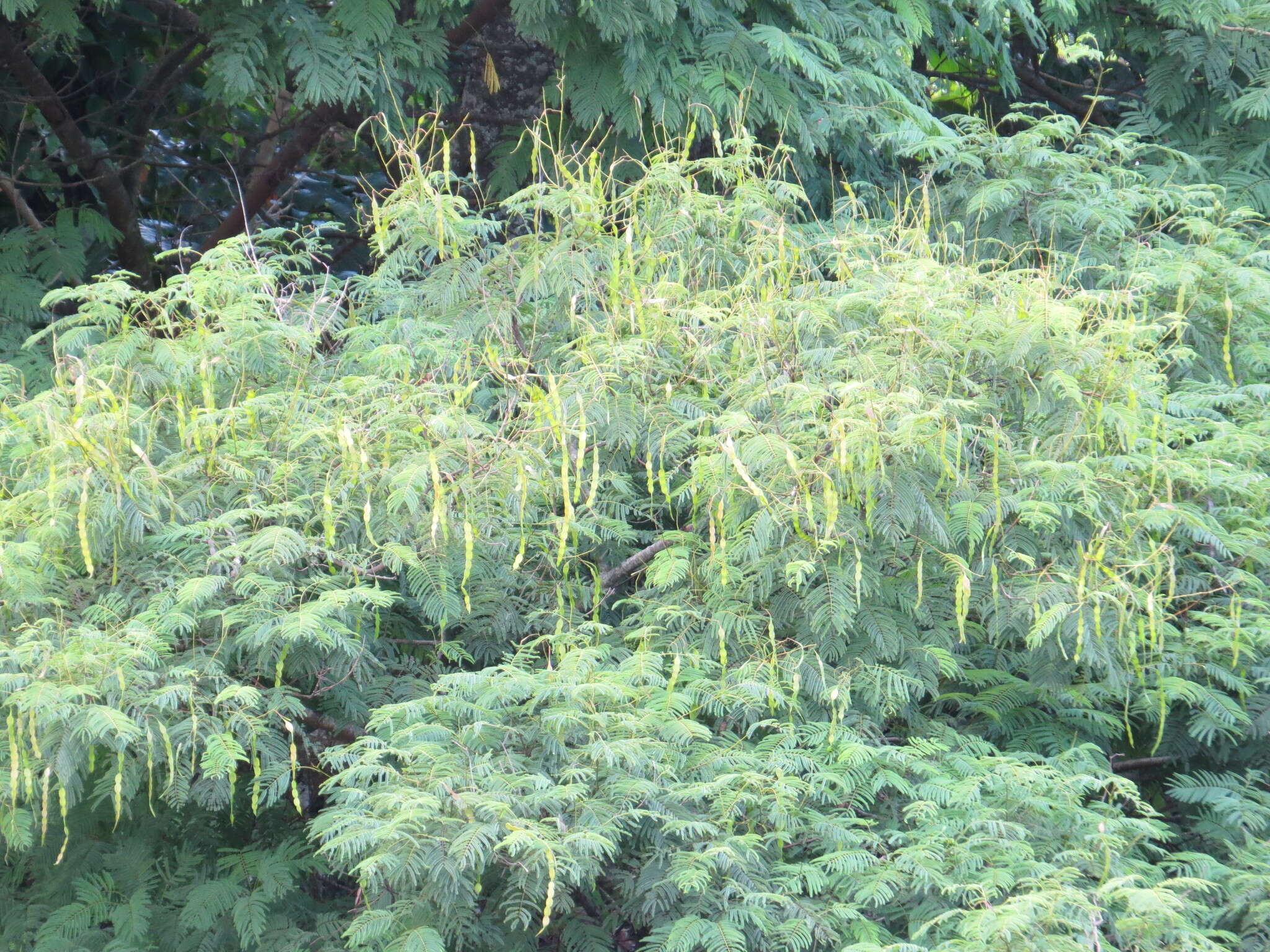 Plancia ëd Anadenanthera colubrina var. colubrina