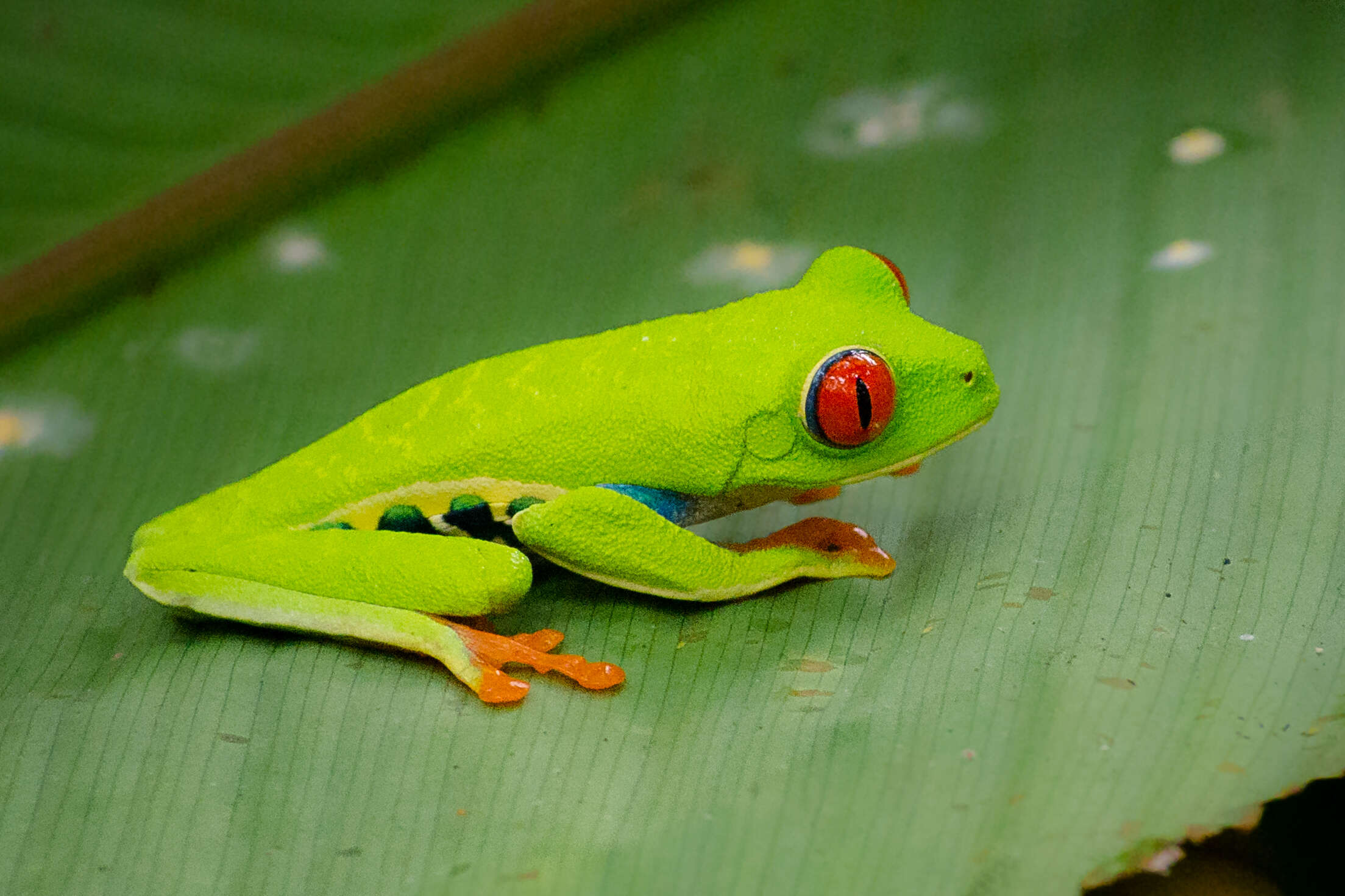 Image of Red-eyed Leaf frog