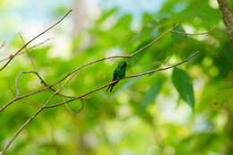 Plancia ëd Cynanthus auriceps (Gould 1852)