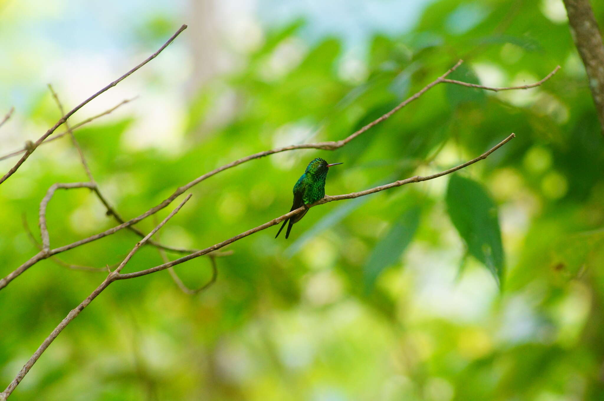 Image of Golden-crowned Emerald