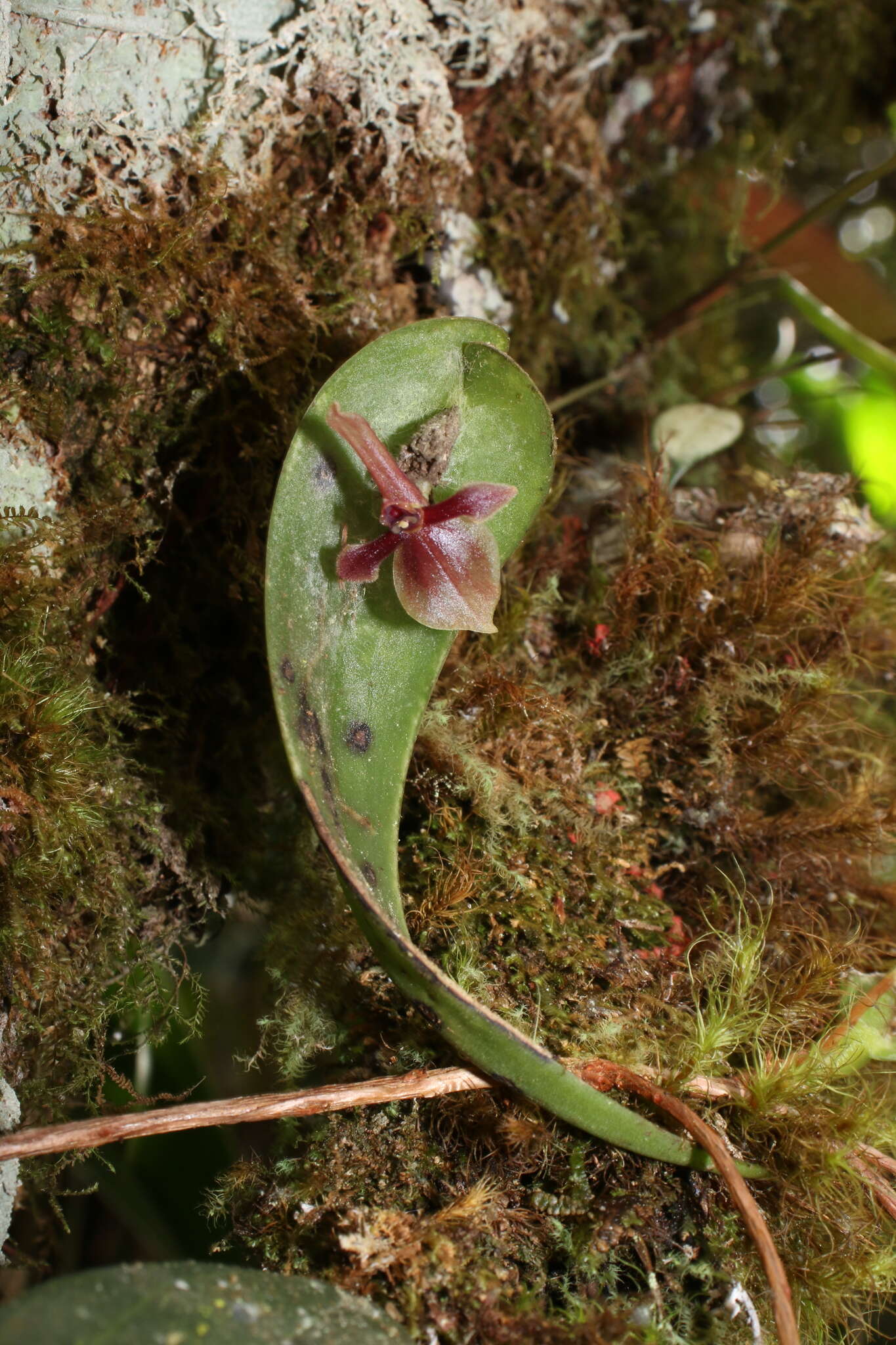 Plancia ëd Pleurothallis lilijae Foldats