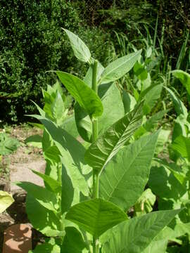 Image of cultivated tobacco