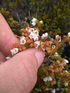 Image of Erica subdivaricata Berg.